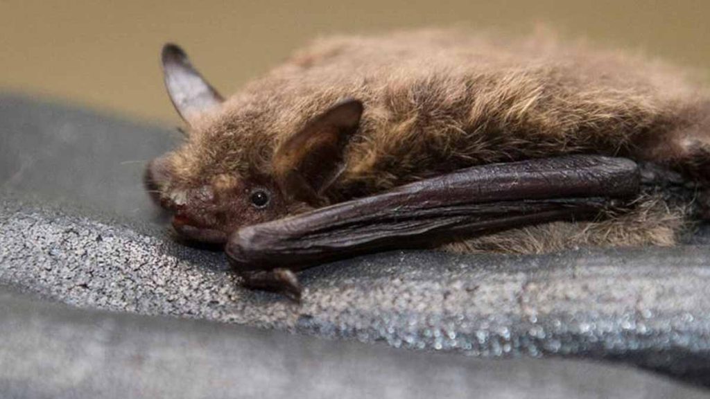 Brennholz Fledermaus