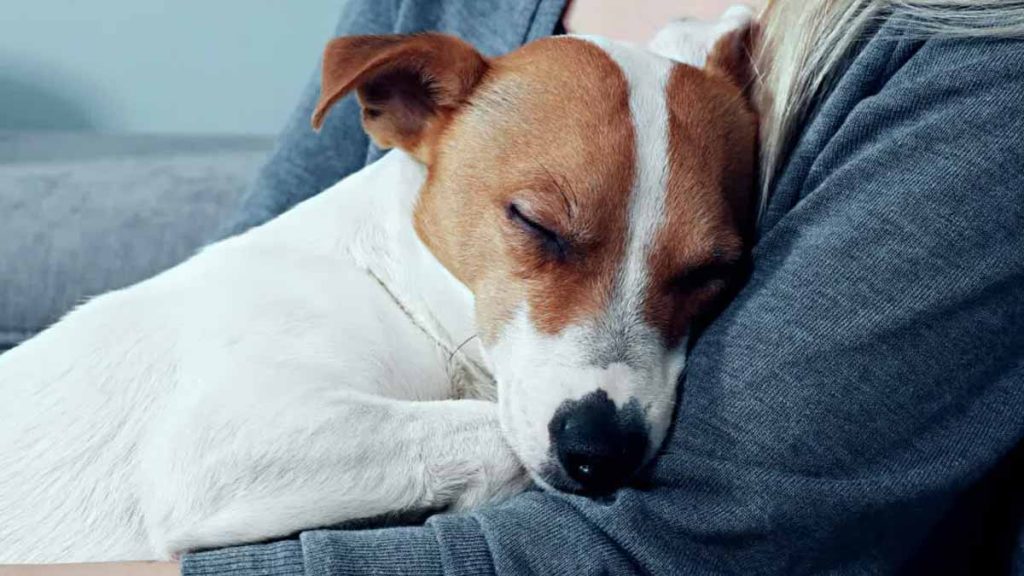 Hund lehnt sich an mich an